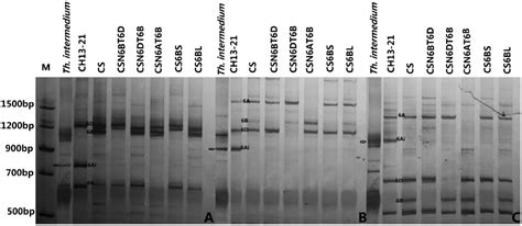 Molecular Characterization of a New Wheat-Thinopyrum intermedium ...