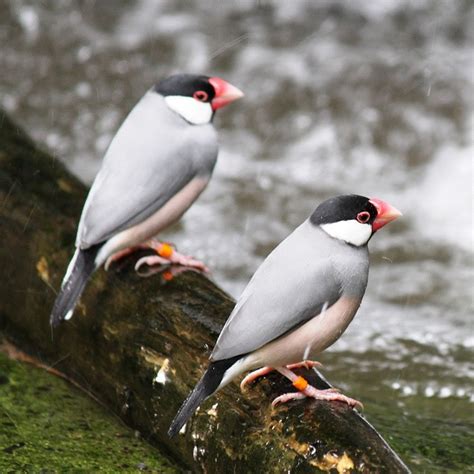 Image result for Java Sparrows for Sale