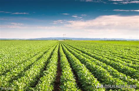 庄稼 的图像结果