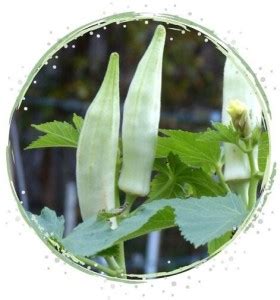 Biosnyg ™SBN-410 Organic Silver Queen Okra Seed Price in India - Buy ...