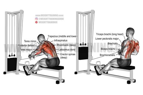 Image result for Cable Row Workout