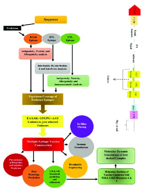 Vaccine Process 的图像结果