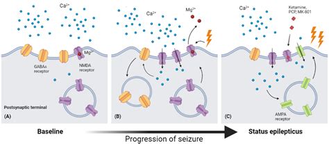 The Roles of Glutamate Receptors and Their Antagonists in Status ...