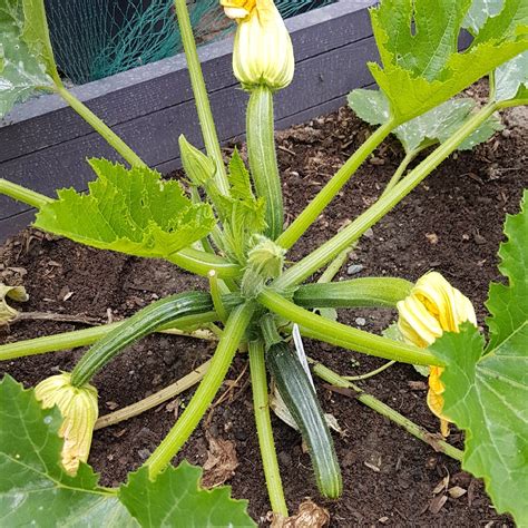 Black Beauty Zucchini Squash (Cucurbita pepo 'Black Beauty ...