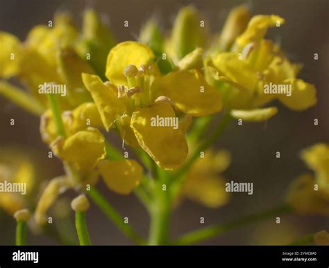 mustard family (Brassicaceae Stock Photo - Alamy