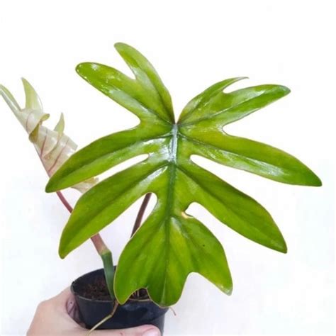 Jual Tanaman hias philodendron mayoi - Kota Bekasi - Cantigi flora ...