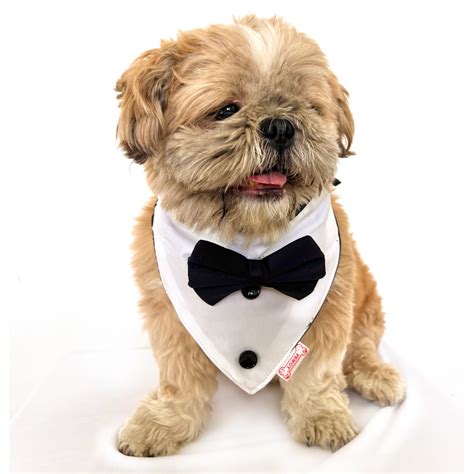 Buy Pawgypets Tuxedo Bandana for Dogs and Cats (Black) Online | Supertails