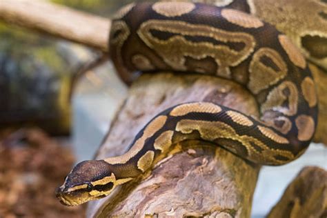 Image result for Python Hissing