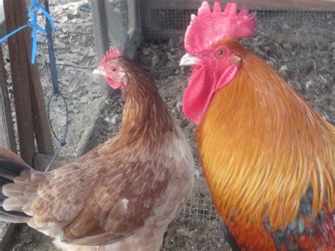 Hibiscus House: French Wheaten Marans