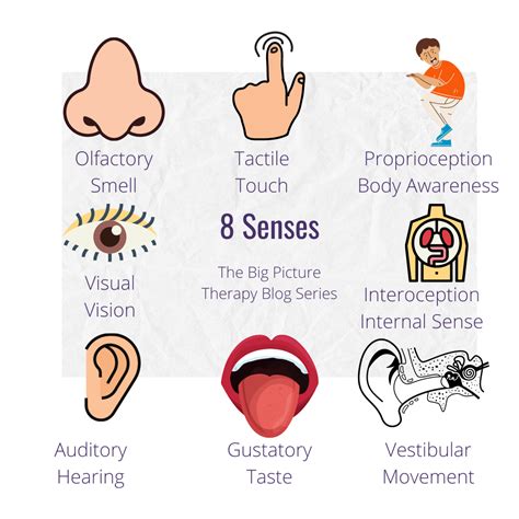 What Are The Sensory Systems? Your Senses Explained And, 60% OFF