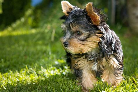 Black Tan Yorkshire Terrier · Free Stock Photo