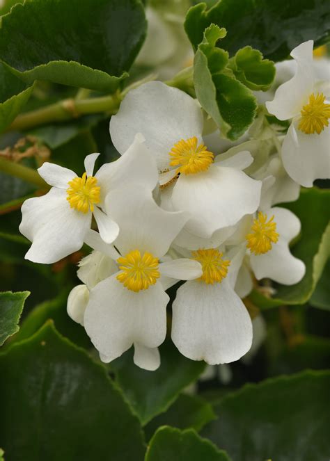 Wax Begonia Plant Wax Begonia Plants Bronze Leaf Red 6 Pack Bedding