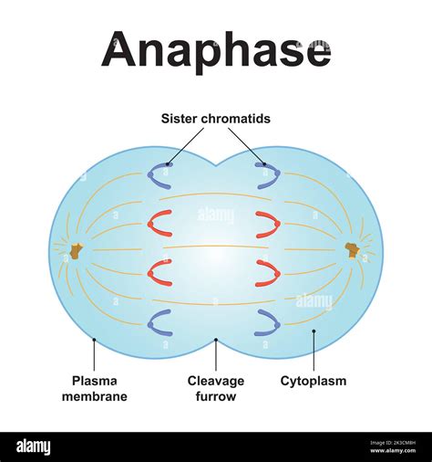 Prophase stage hi-res stock photography and images - Alamy