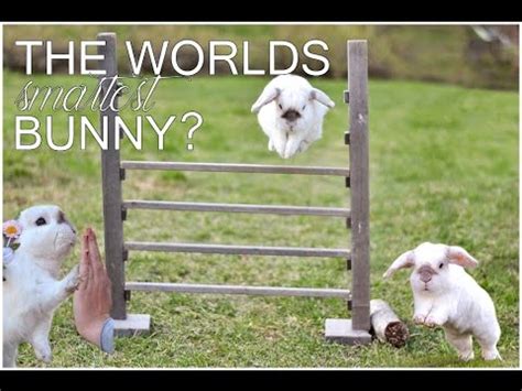 Bildergebnis für bunny tips and tricks