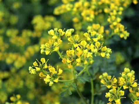 Rue Herb: How To Grow Rue | Gardening Know How