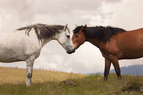 Horse Male And Female _ A Helpful Horse Gender Guide for Beginners - SECHE