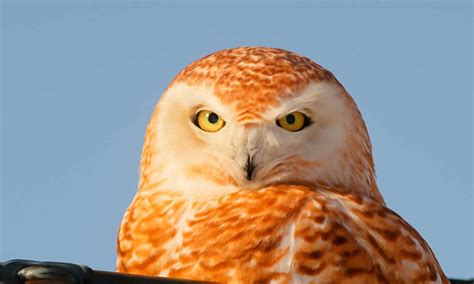Photographer captures a snowy owl with a unique genetic mutation ...