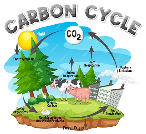 Carbon Cycle Graph
