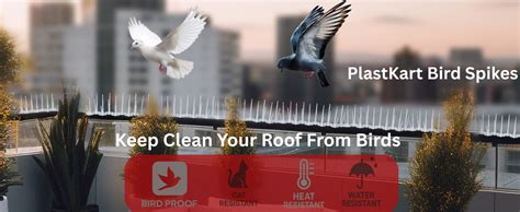 PlastKart (Pack of 10) Bird and Pigeon Spikes, Pigeon Control Spikes ...