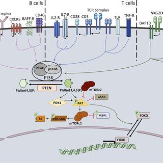 Image result for PI3K Pathway