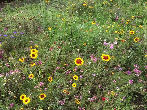 Wildflower Garden Ideas | Homsgarden