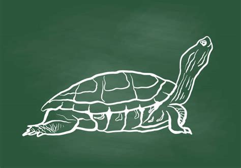 Image result for Empty Turtle Shell Drawung