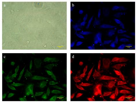 Synthesis of Fluorescent Carbon Dots as Selective and Sensitive Probes ...