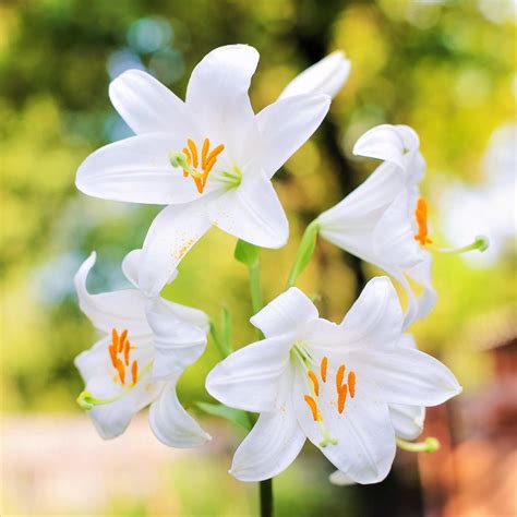 List of 50+ Different Types of Lilies With Pictures