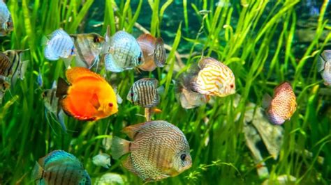 Discus Fish Tank Setup (What You Need in the Tank) - Avid Aquarist