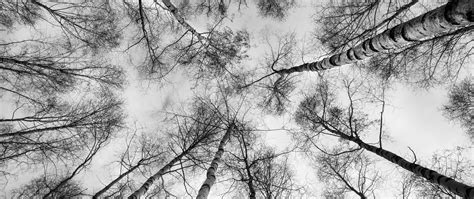 Download wallpaper 2560x1080 trees, branches, sky, bottom view, black ...