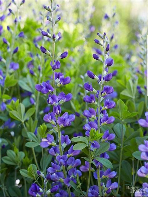 Baptisia / False Indigo | Flowers perennials, Cottage garden plants, Plants