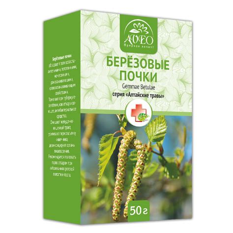 Березовые почки: полезные свойства и противопоказания для приема ...
