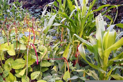 Image result for Crop Rotation