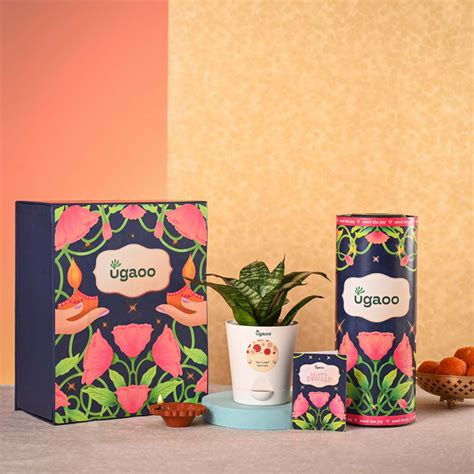 Snake Plant - Green Diwali Gift Hamper – Ugaoo