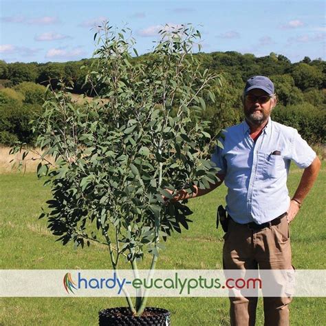 Training and pruning | Hardy Eucalyptus | Prune, Eucalyptus, Eucalyptus ...