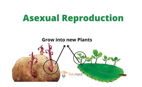 Image result for Types of Plant Reproduction