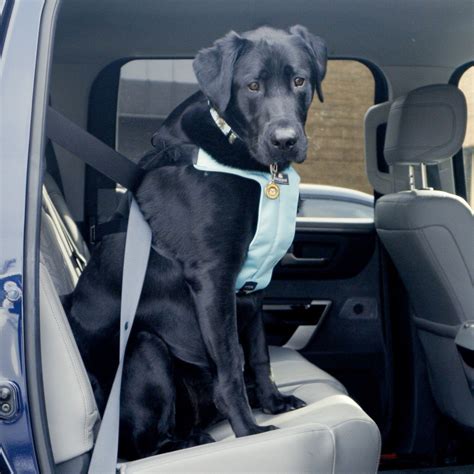 Best Dog Car Seats and Restraints for 2025, Tested