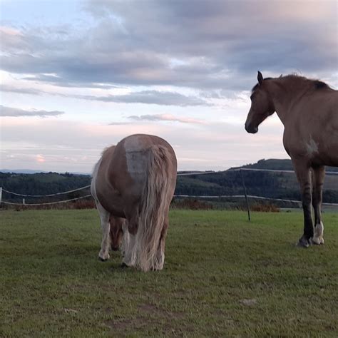 EQUINE UNLIMITED (2026) All You Need to Know BEFORE You Go (with Photos ...