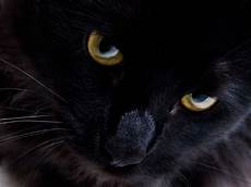 Black Cat Wallpaper by Wallpapers Black Cat Wallpaper Cave Black Cat Wallpaper