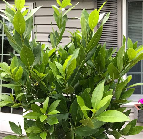 Growing Bay Leaves is Easy and Rewarding - Countryside