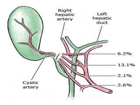 Hepatobiliary anatomy | PPTX
