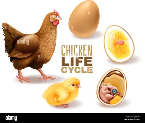 Image result for Chicken Reproduction Process