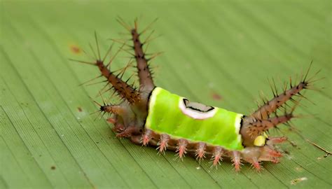 7 Poisonous Caterpillars You Should Never Touch - A-Z Animals