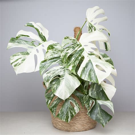 Monstera Deliciosa variegata – Moiplants
