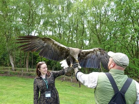 Cheshire Falconry (Northwich) - 2019 What to Know Before You Go (with ...