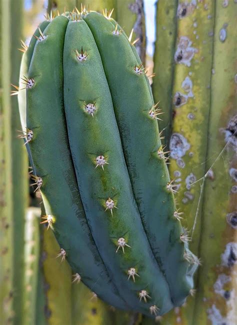 How to Identify San Pedro Cactus (Echinopsis Pachanoi) — Cactus Culture ...