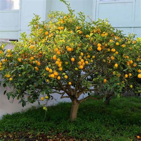 Citrus Lemon ‘Meyer Improved’: Plant Care and Growing Guide - FarmingThing.com