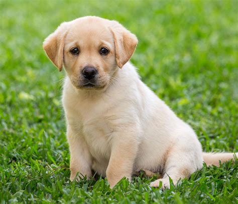 Labrador Puppies for Sale in Pune | Labrador Puppy Price | Doggywala