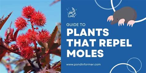 Repel Moles 的图像结果