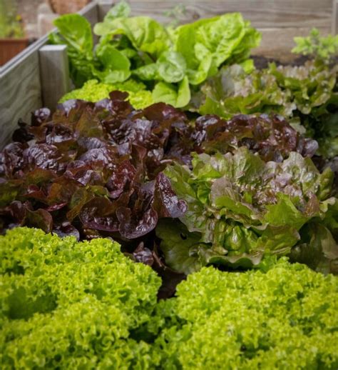 Edible Shade Plants 15 Vegetables That Grow In Shade